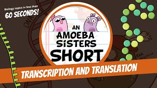 Transcription and Translation Steps in Protein Synthesis  Amoeba Sisters Shorts [upl. by Lozano748]