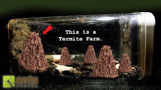 My Epic Termite Farm  Castles Built by Termites [upl. by Nysa]