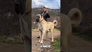 Kangal vs Känguru  Wer wird gewinnen 😎 [upl. by Anitsirc]