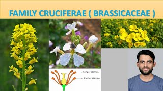 Family Cruciferae  Family Brassicaceae Floral formula and flower diagram economic importance [upl. by Jacobah368]