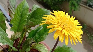 How to collect good viable Gerbera Daisy seeds [upl. by Ernaldus]