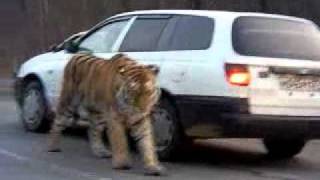 Siberian Tiger on the road Амурский тигр на дороге  To license this video contact infolpe360com [upl. by Anyah]