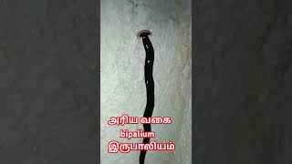 அரிய வகை bipaliumtrending shots tamil [upl. by Yenar]