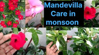 How to grow and care Mandevilla Vine plant ।धेरै फूल फुलाउन यसरी लगाउनुस gardenflowers [upl. by Salkcin]