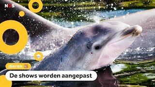 Dolfinarium laat dolfijnen en walrussen geen kunstjes meer doen [upl. by Schmeltzer]