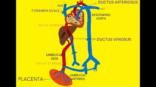 FETAL CIRCULATION [upl. by Ennagem]