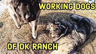 Our Sarplaninac Livestock Guardian Dogs  MEET OUR DOGS  KRONK amp PACHA [upl. by Murdock172]