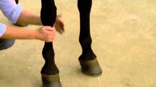 Using Absorbine Veterinary Liniment [upl. by Ydnagrub]