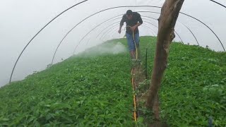 Doityourself Pepper seedling spraying and care [upl. by Zulch]