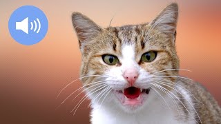 🦊 CATS MEOWING  Make Your Cat or Dog Go Crazy  Sound Effect [upl. by Thorfinn]