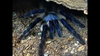 Monocentropus balfouri  collecting the babies after hatch [upl. by Nywled787]