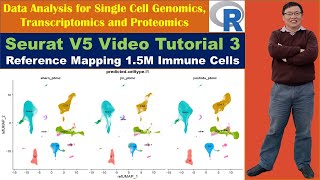 Seurat V5 Video Tutorial 3 Reference Mapping 15M Immune Cells [upl. by Neve277]