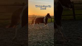 BIG NEWS very soon Do you know What it is  horses bignews equine viral trendingshorts [upl. by Morie]