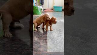 Beautiful gold cocker spaniel puppies ready for rehoming cocker spaniel puppy cockerspaniel short [upl. by Willtrude]