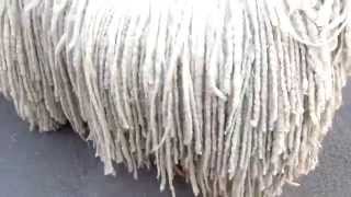 Komondor  Ungarischer Hirtenhund [upl. by Yared978]