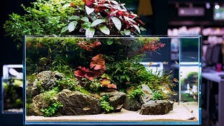 BEAUTIFUL AQUASCAPE WITH 360 VIEW  1 YEAR OLD NOW  4K CINEMATIC BY GREEN AQUA [upl. by Iralam452]