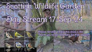 Day Stream September 17th 2024  Bird Feeders Wildlife Cameras Scotland UK from SWG [upl. by Littell]