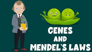 Genes and Mendels Laws  Genetics  Biology Video  Learning Junction [upl. by Eugilegna]