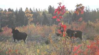 NEW BRUNSWICK MOOSE MATING RITUALS [upl. by Rehnberg601]