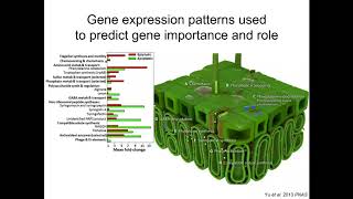 Tyler Helmann Pseudomonas syringae strategies for success  Genomewide quantification of gene [upl. by Takakura]