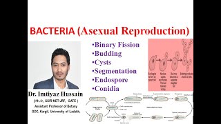 Asexual Reproduction in Bacteria Binary Fission Budding Cysts SegmentationEndospore Conidia [upl. by Alegnat475]