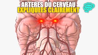 🔴 Neuroanatomie Artères du Cerveau Expliquées Très Clairement par Dr Astuce [upl. by Larine]