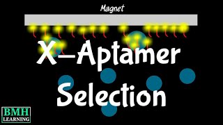 XAptamer Selection Process  Bead Based Selection Of XAptamers  SELEX Selection Alternative [upl. by Itnahs]