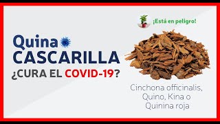 La Cascarilla 🌳 el árbol milagroso símbolo de Ecuador  Quina  Quinina  Cinchona Officinalis [upl. by Ardnuas]