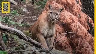 ¡Aterradora experiencia Dos senderistas se encuentran con un PUMA por sorpresa  NatGeo [upl. by Lled]