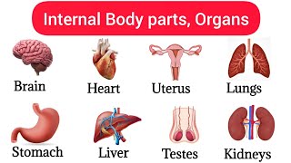 40 Basic Parts Of Body  Internal Organs  Listen And Practice Internal Body Partsbodyparts [upl. by Danette]