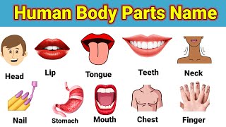 Parts Of The Body l Human body parts l English vocabulary l body parts name l शरीर के अंगों के नाम l [upl. by Tunk]