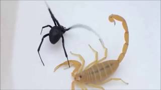 Arana Viuda Negra Americana vs Scorpion [upl. by Ellinnet]