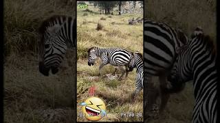 You Wont Believe What These Zebra Parents Did to Protect Their Baby shorts short [upl. by Kere]