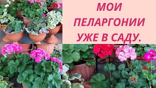 Вынесла Пеларгонию в садМесто в саду для Пеларгоний Новые условия Мой уход за пеларгонией в саду [upl. by Nylirehc891]