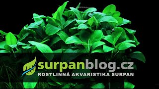 Anubias barteri var nana  Anubis zakrslý  Akvarijní rostliny  SURPANcz [upl. by Elleinwad]