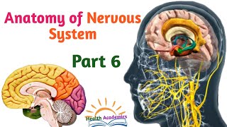 Anatomy of Nervous System CerebellumVentricles of Brain Helpful Video with Amharic Speech Part 6 [upl. by Hsirt376]