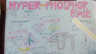 TOUS SAVOIRE SUR LHYPERPHOSPHOREMIE2Régulation physiologique du phosphate PTH [upl. by Nnewg]