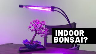 3 Species For Growing Bonsai Trees Indoors  The Bonsai Supply [upl. by Kluge]