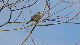 Bewick’s Wren Singing 9Feb2024 [upl. by Adnohs]