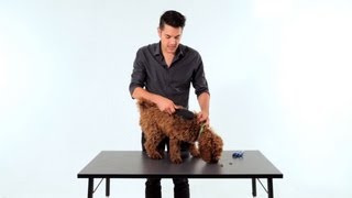 How to Brush amp Groom Your Puppy  Puppy Care [upl. by Bamberger848]