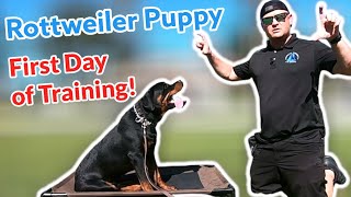 Rottweiler Puppy Day 1 of Training only 6 months old [upl. by Naida]