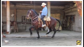 💪 SANSÓN  CABALLO PERCHERON CON FRISON [upl. by Dusty388]