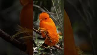 Guianan cockoftherock🤯 Gorgeous And Unique Looking Bird shorts [upl. by Anirbys]