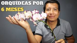 7 CONSEJOS para que las Orquídeas Phalaenopsis Florezcan por 6 MESES [upl. by Drye871]