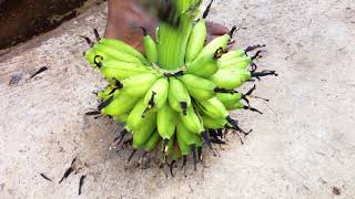 Cutting A Bunch Into A Hand Of Bananas By The Farmer [upl. by Seed]