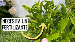 CÓMO FERTILIZAR UN CÍTRICO mejor fertilizantes caseros o comerciales  en20metros [upl. by Oicaro]