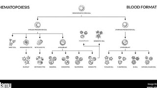 Haematopoiesis part 2 Leukopoiesis amp Thrombopoiesis [upl. by Akiv]