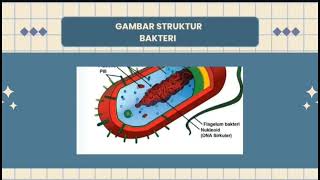 Struktur Mikroorganisme Bakteri [upl. by Karrah697]