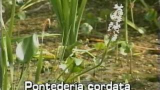 pickerelweed Pontederia cordata [upl. by Asik762]