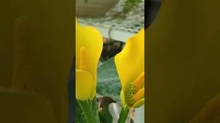 Zantedeschia aethiopica it have four and five colours this is yellow  short  video [upl. by Adnuhsat]